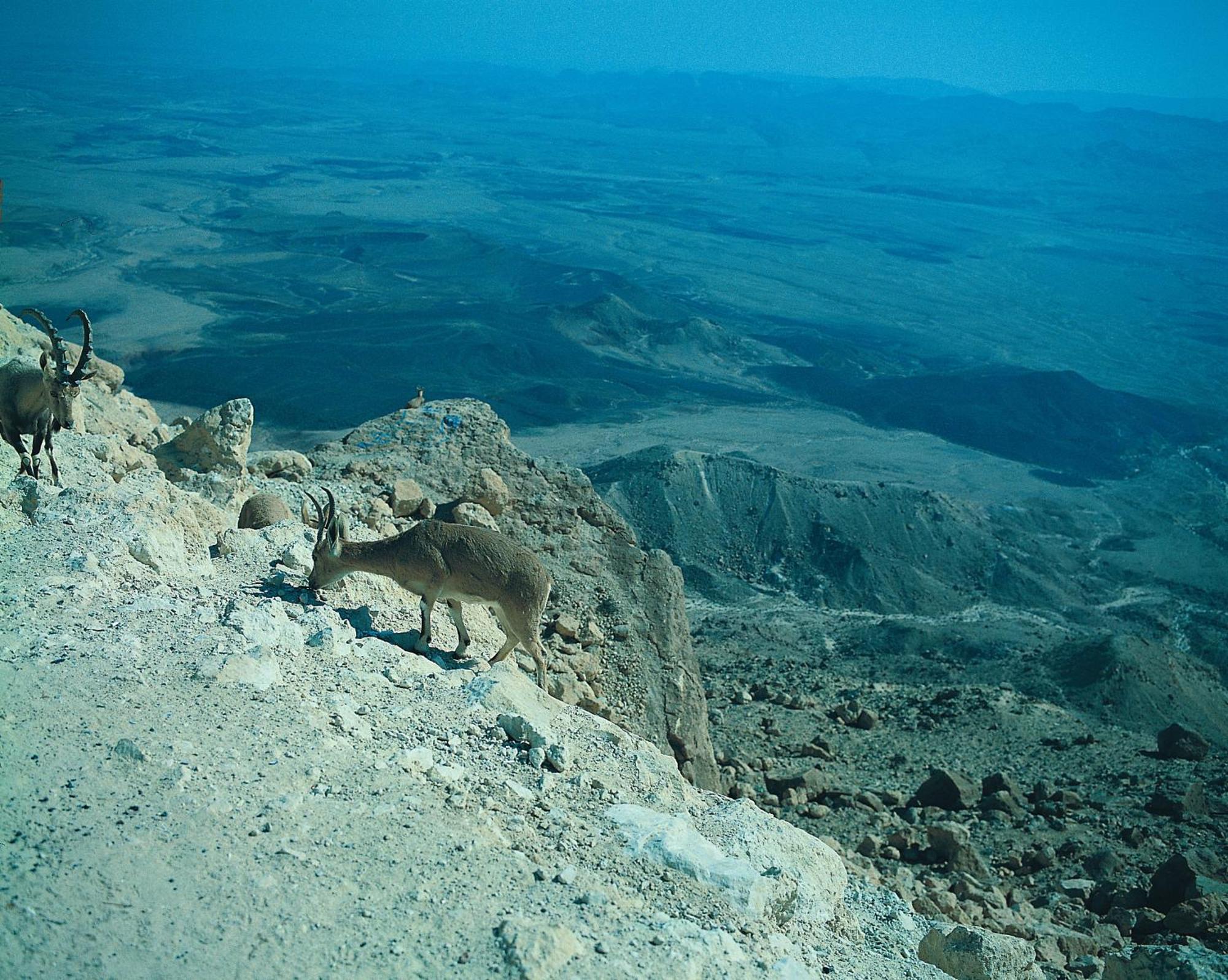 Ramon Inn By Isrotel Collection Mitzpe Ramon Eksteriør billede